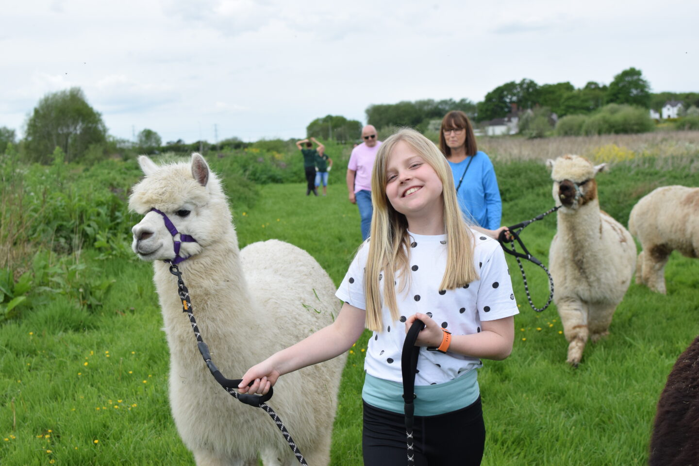 Alpaca trekking, Chester