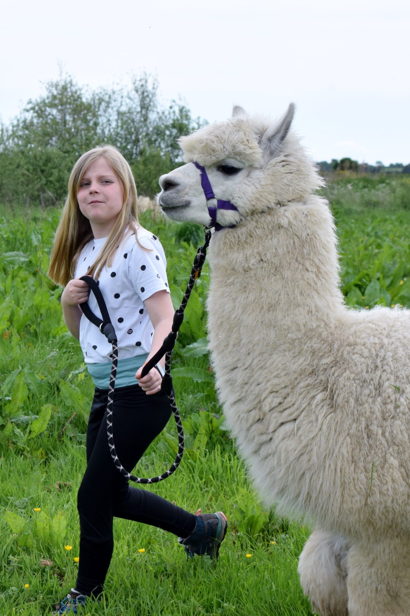 Amy walking Snowy the alpaca using a special harness with two hand holds