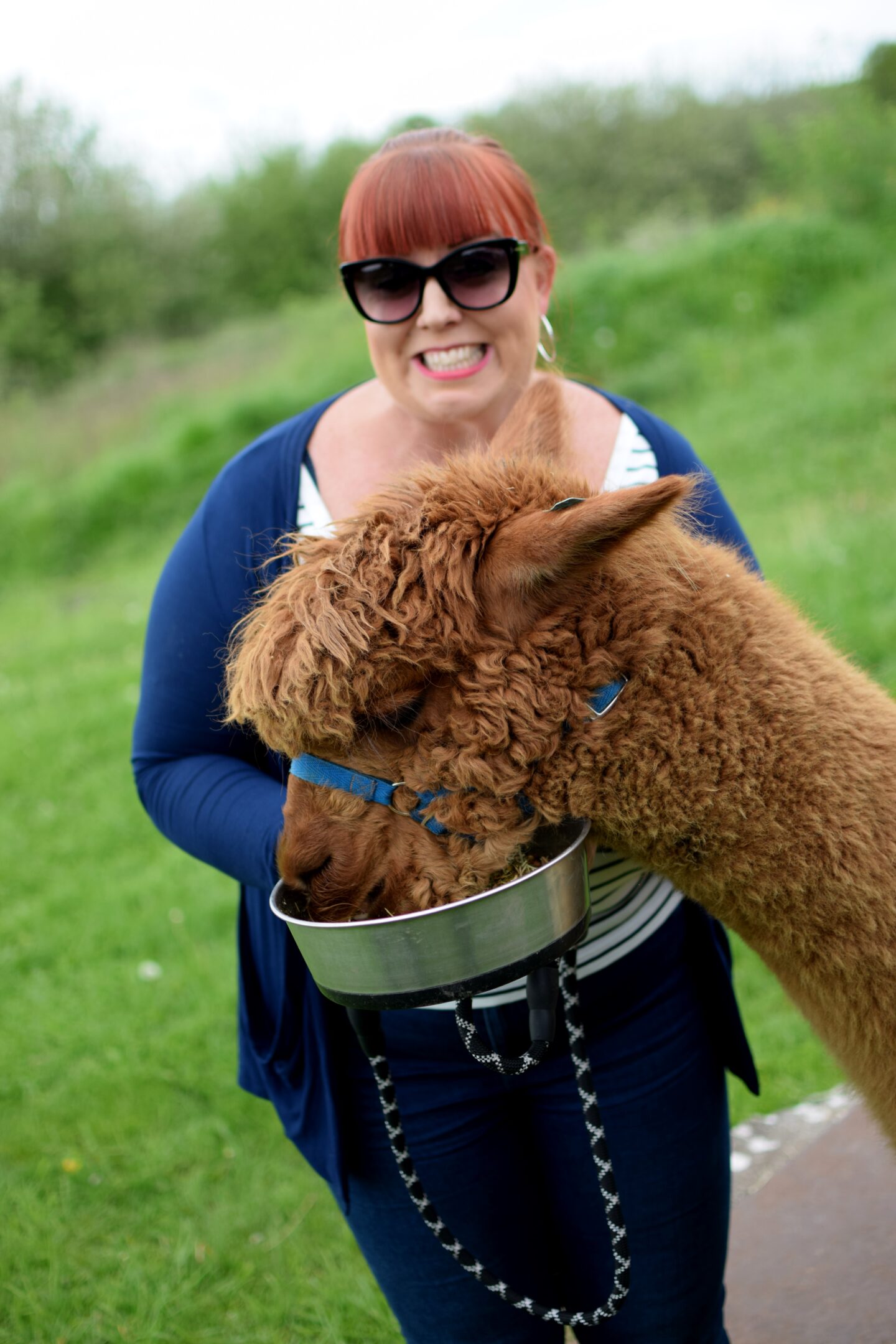 Feeding the alpacas at the end of the walk