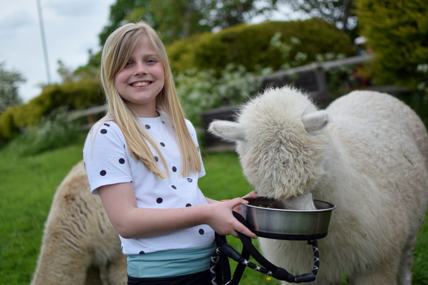 Alpaca feeding at Rack and Ruin Alpacas - the alpacas enjoy their alpaca food from a bowl