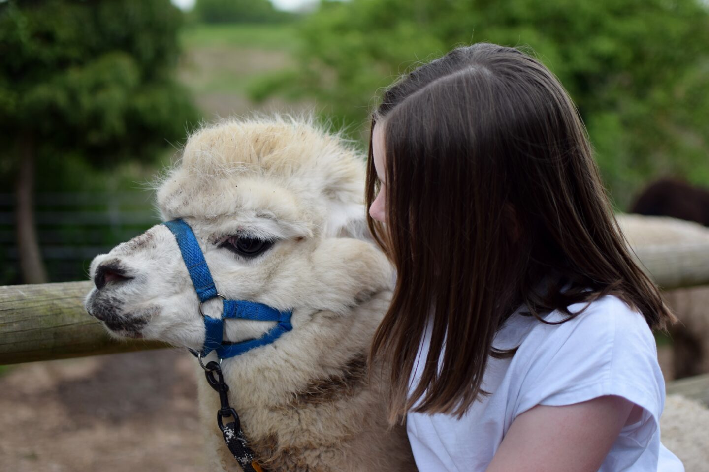 Chloe cuddling Fred at Rack and Ruin Alpacas