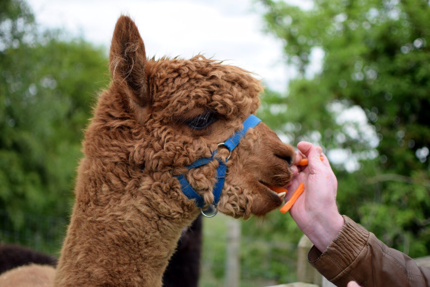 Eric the alpaca being hand fed carrots