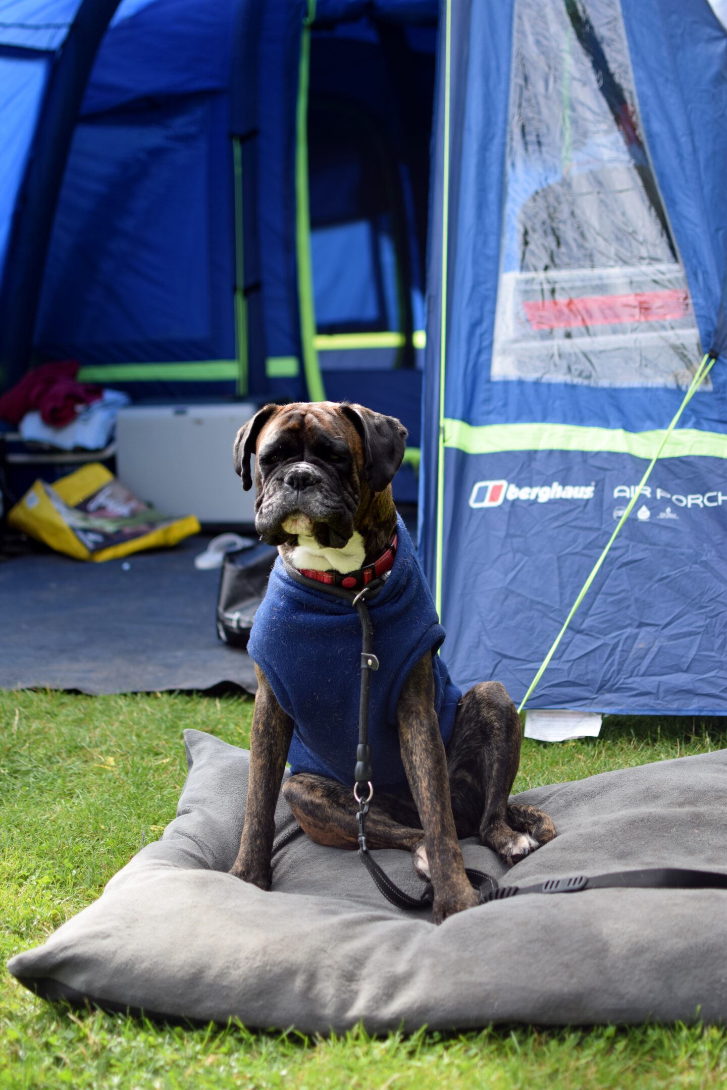 Poppy in her Equafleece to keep her warm when camping
