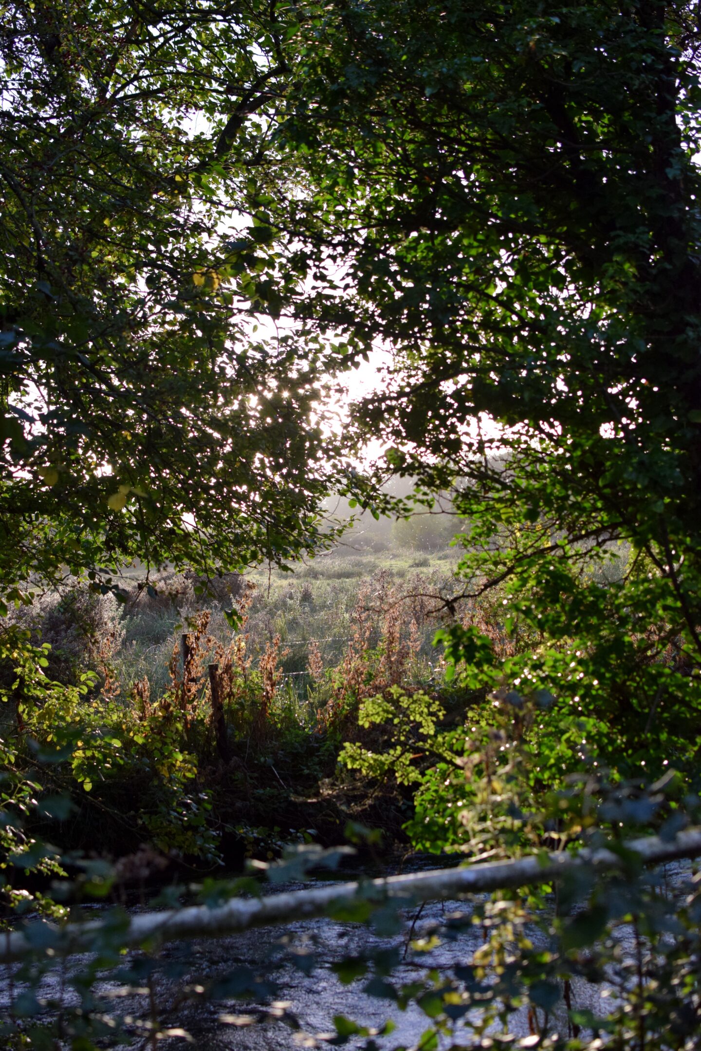 Autumn light. arlesford walk