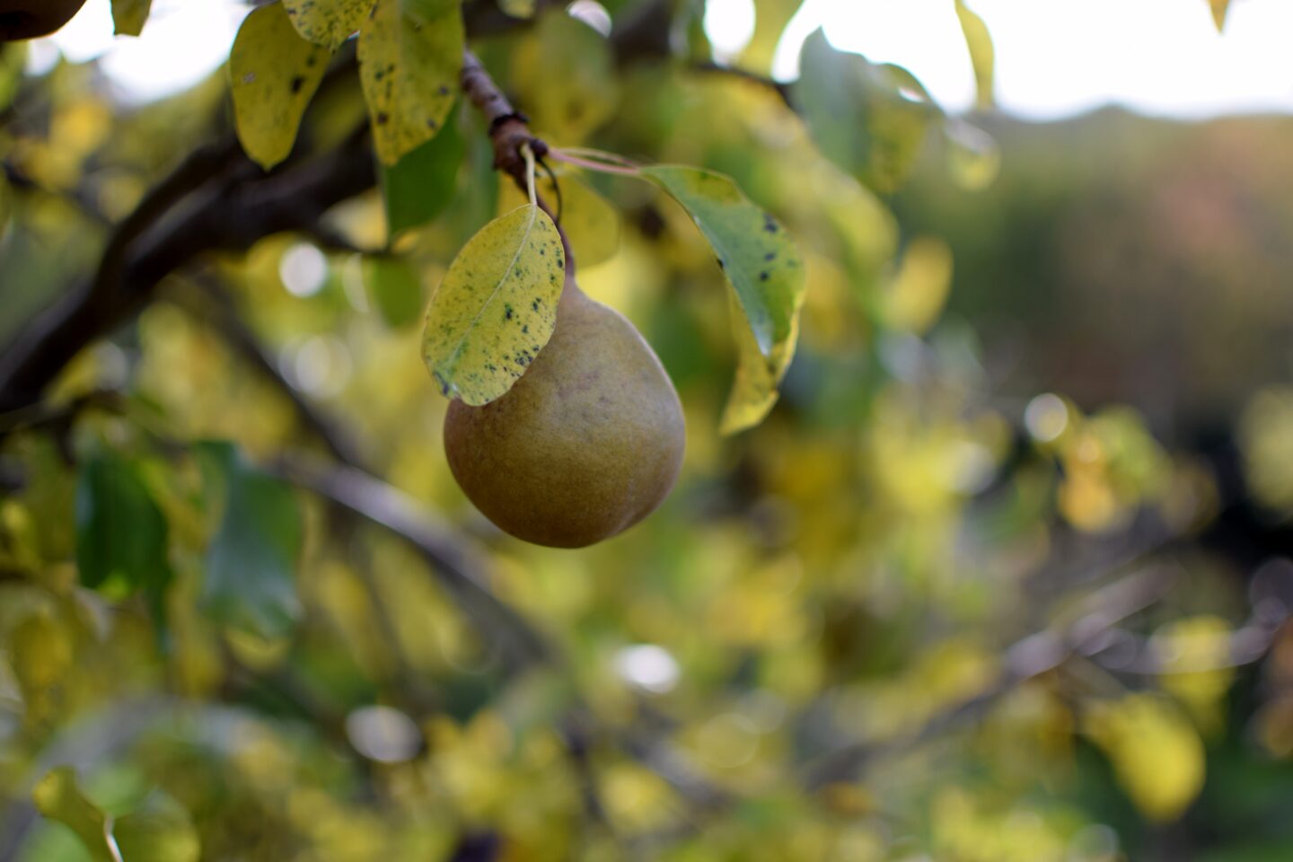 Fruit trees at Gilbert White's