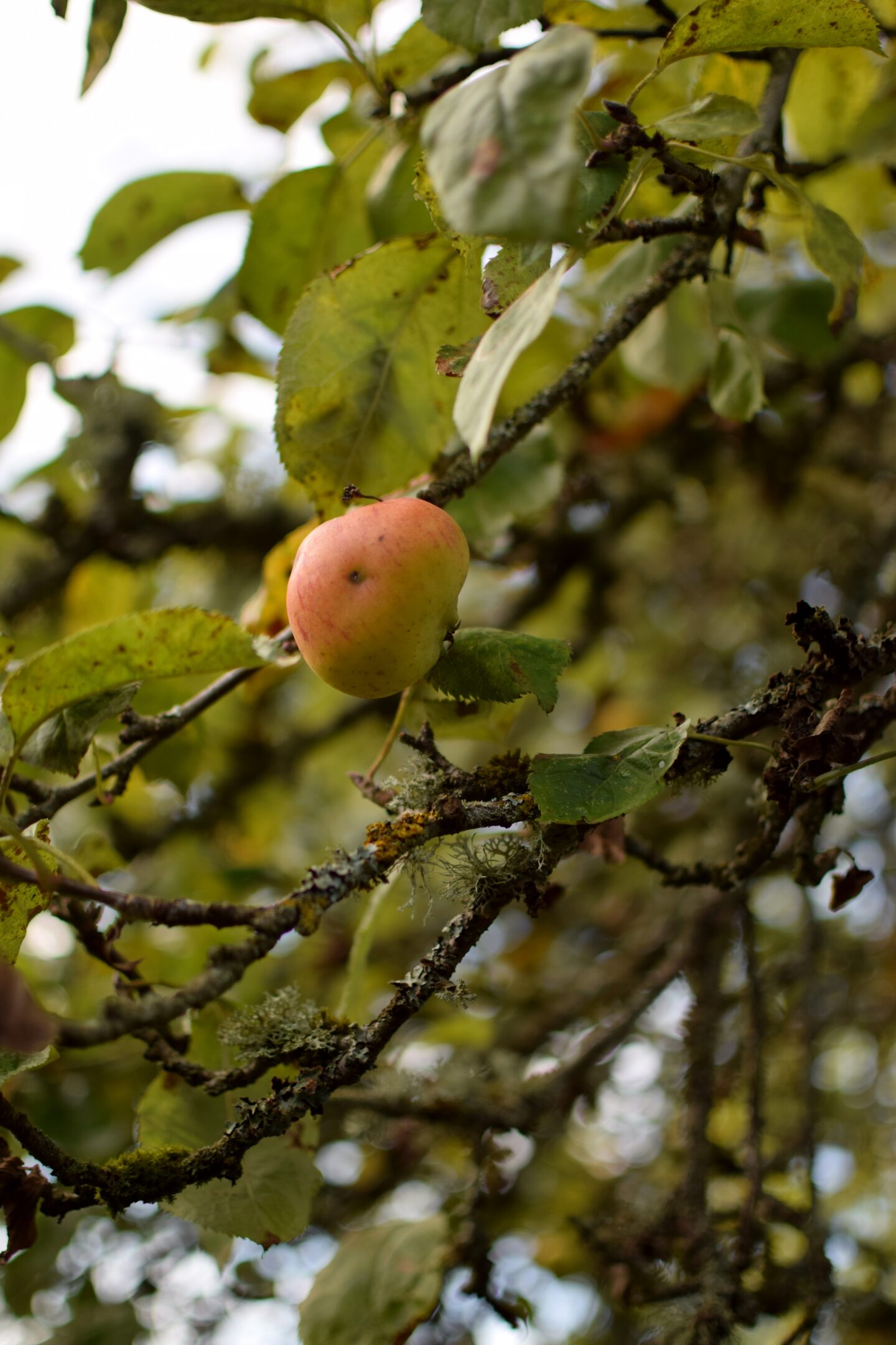 Gilbert White's apple trees
