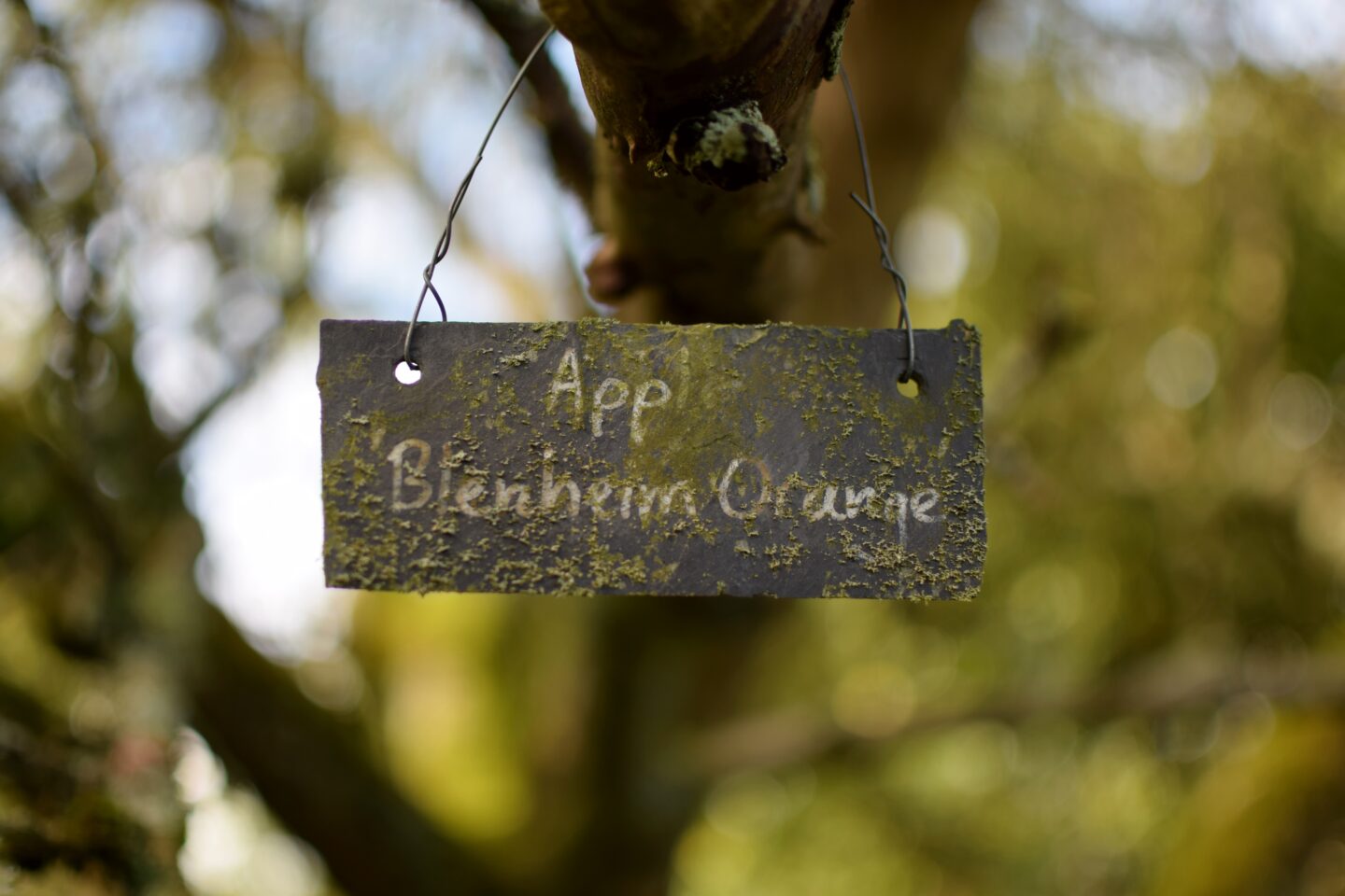 Apple tree label