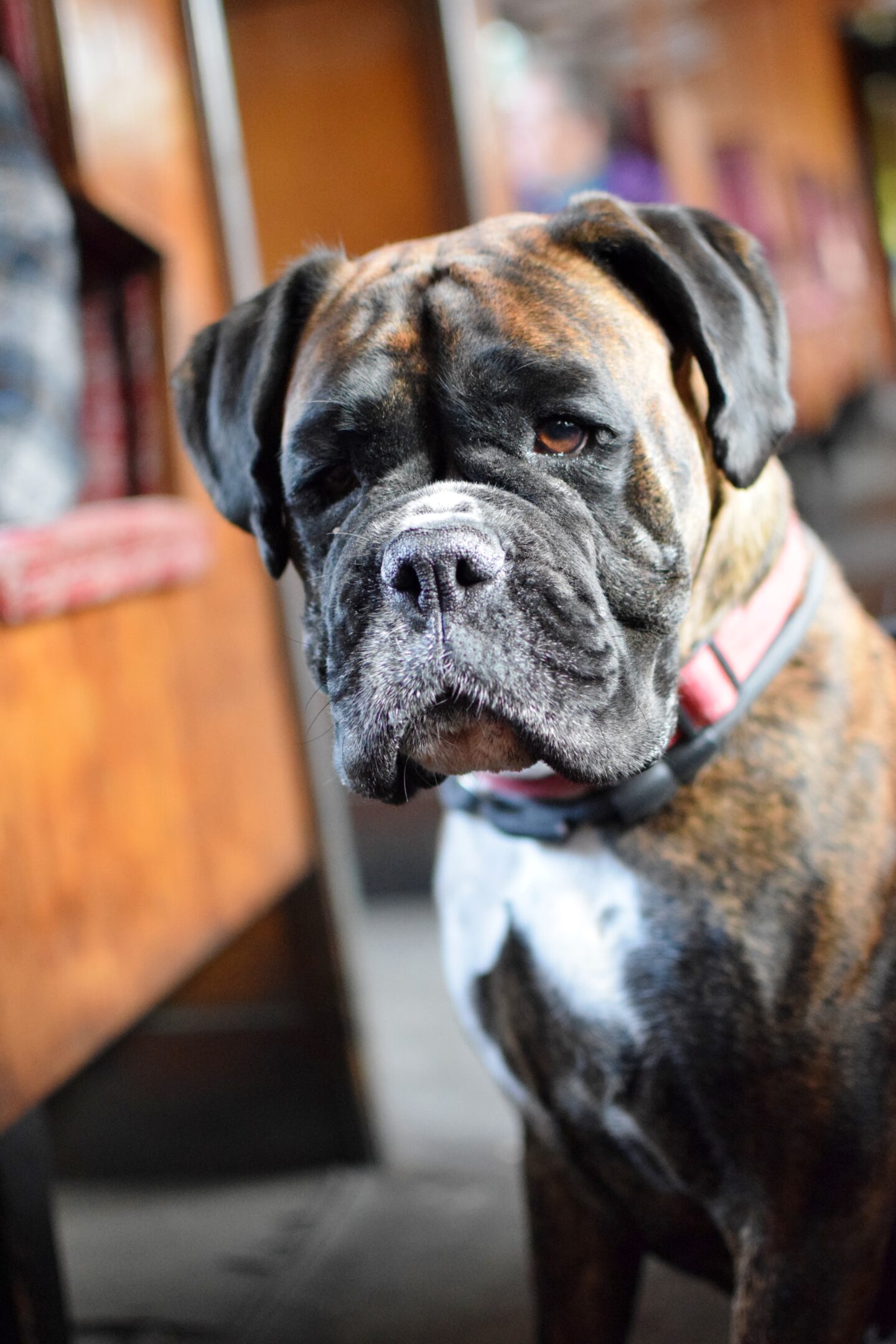 Poppy on the Watercress Line steam train