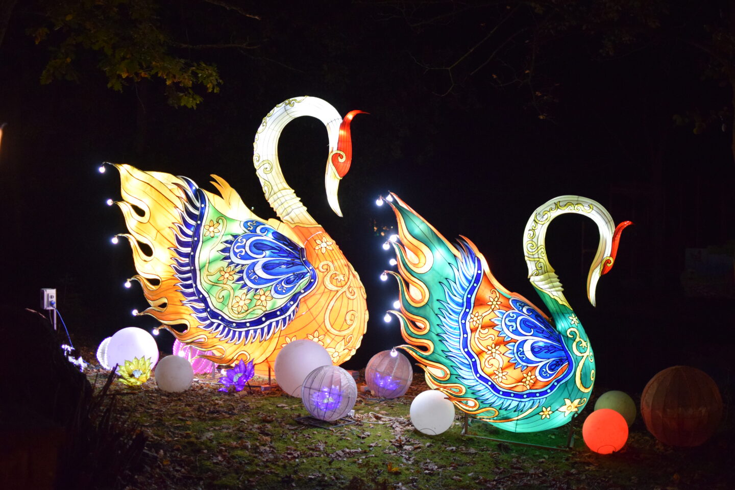 A pair of beautiful, brightly-coloured swan lanterns at Land of Lights - Warrington