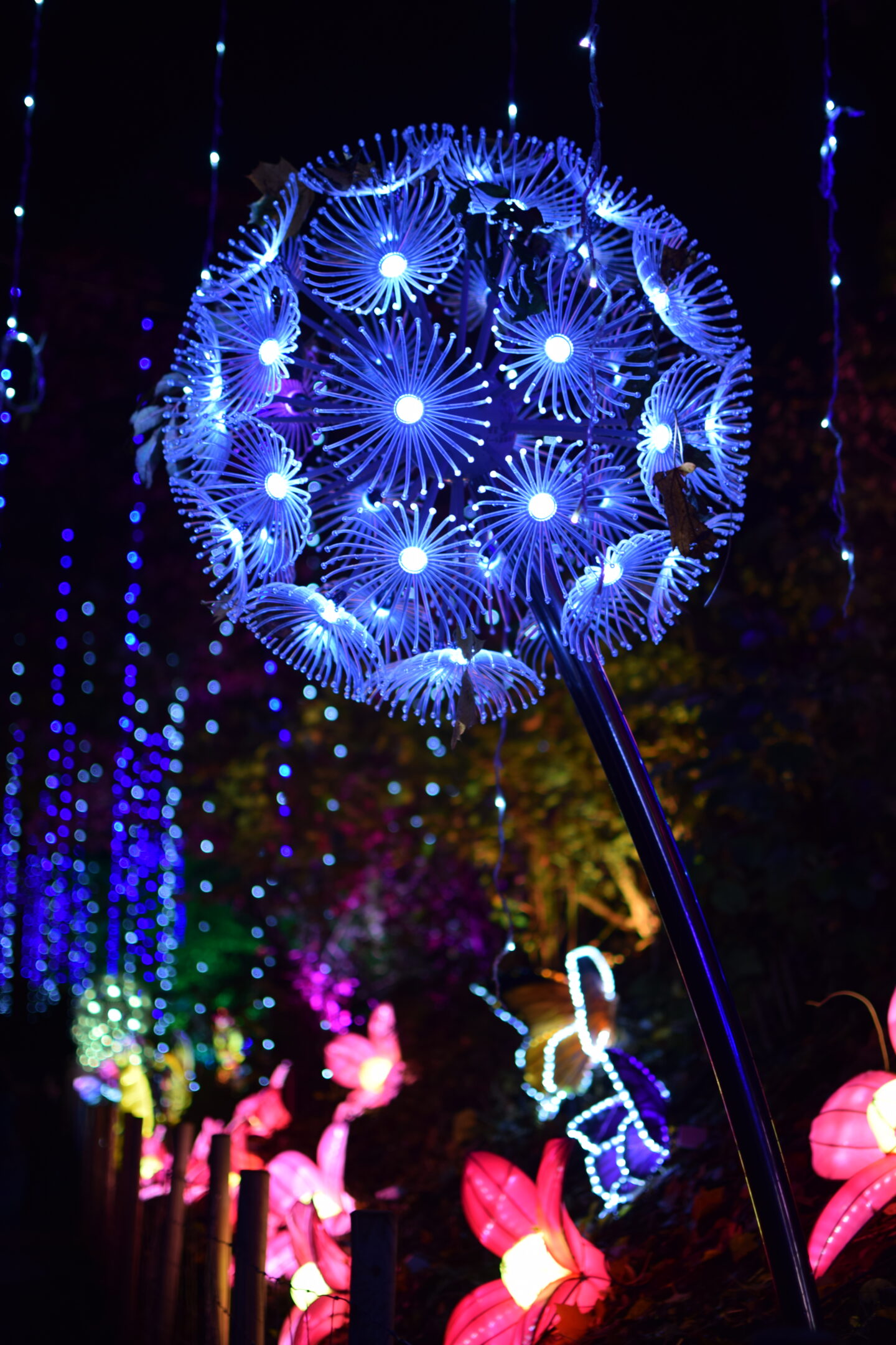 Land of Lights Festival - Warrington - dandelion