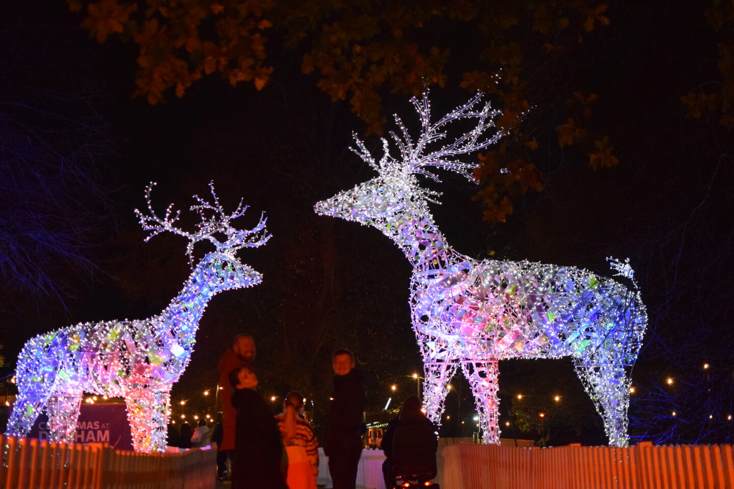 A pair of brightly lit stags