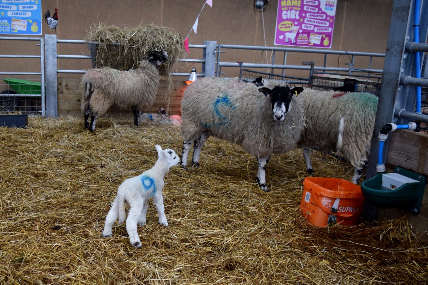 Mother sheep and lambs at Cockfields Farm