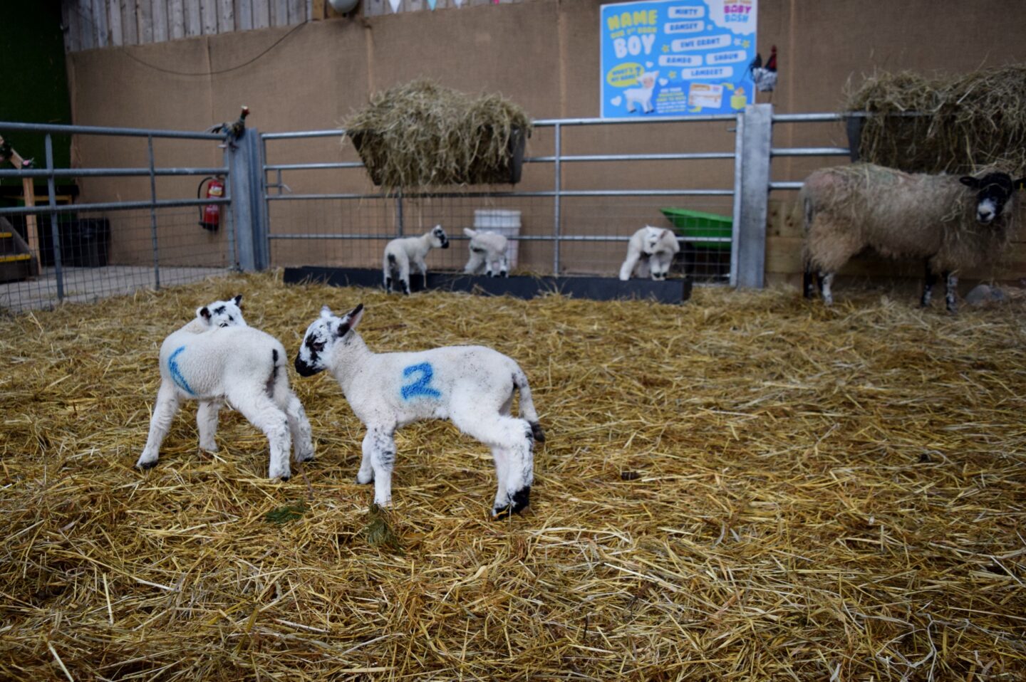 Two lambs in the Maternity Barn at Cockfields Farm