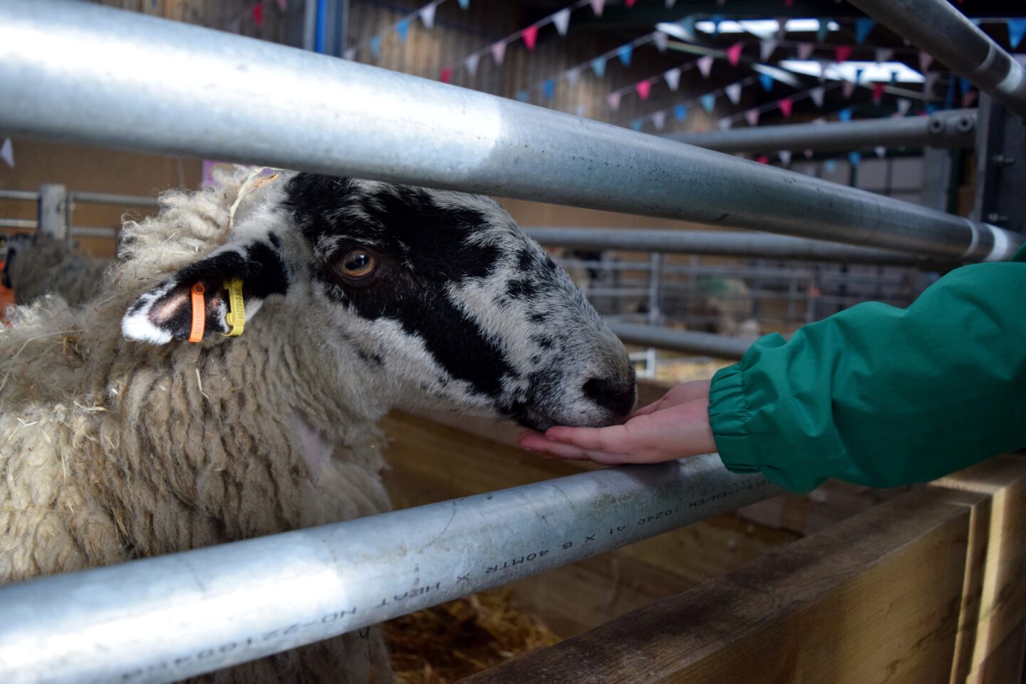 hand feeding the sheep at Cockfields Farm