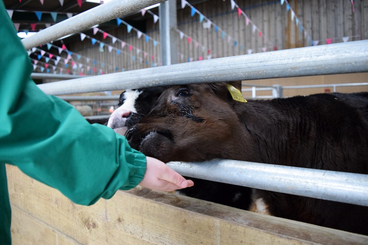 Making a fuss of the calves at Cockfields Farm