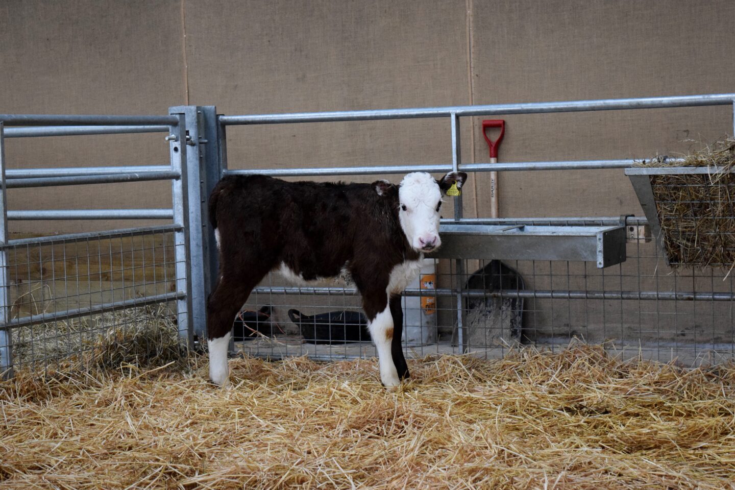Hereford calf at Cockfields Farm