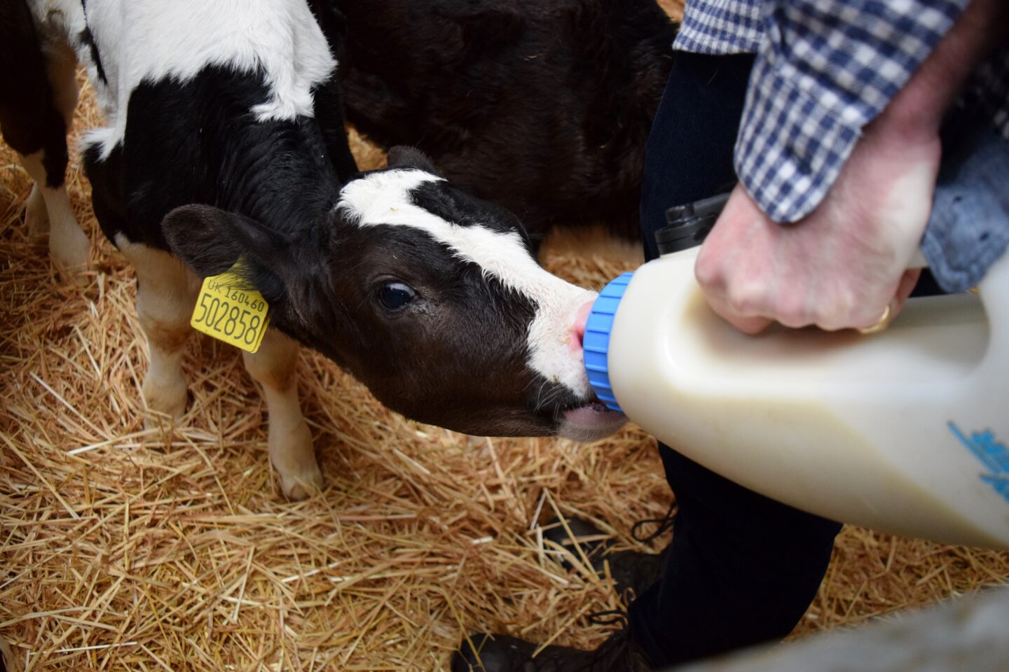 bottle feeding calves at Cockfields Farm this half term