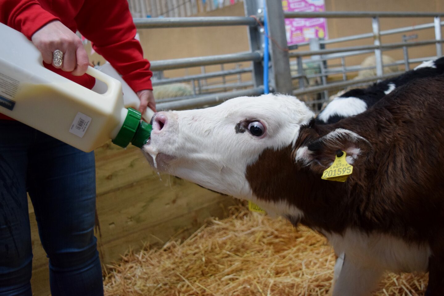 Bottle feeding Hereford calf at Cockfields Farm