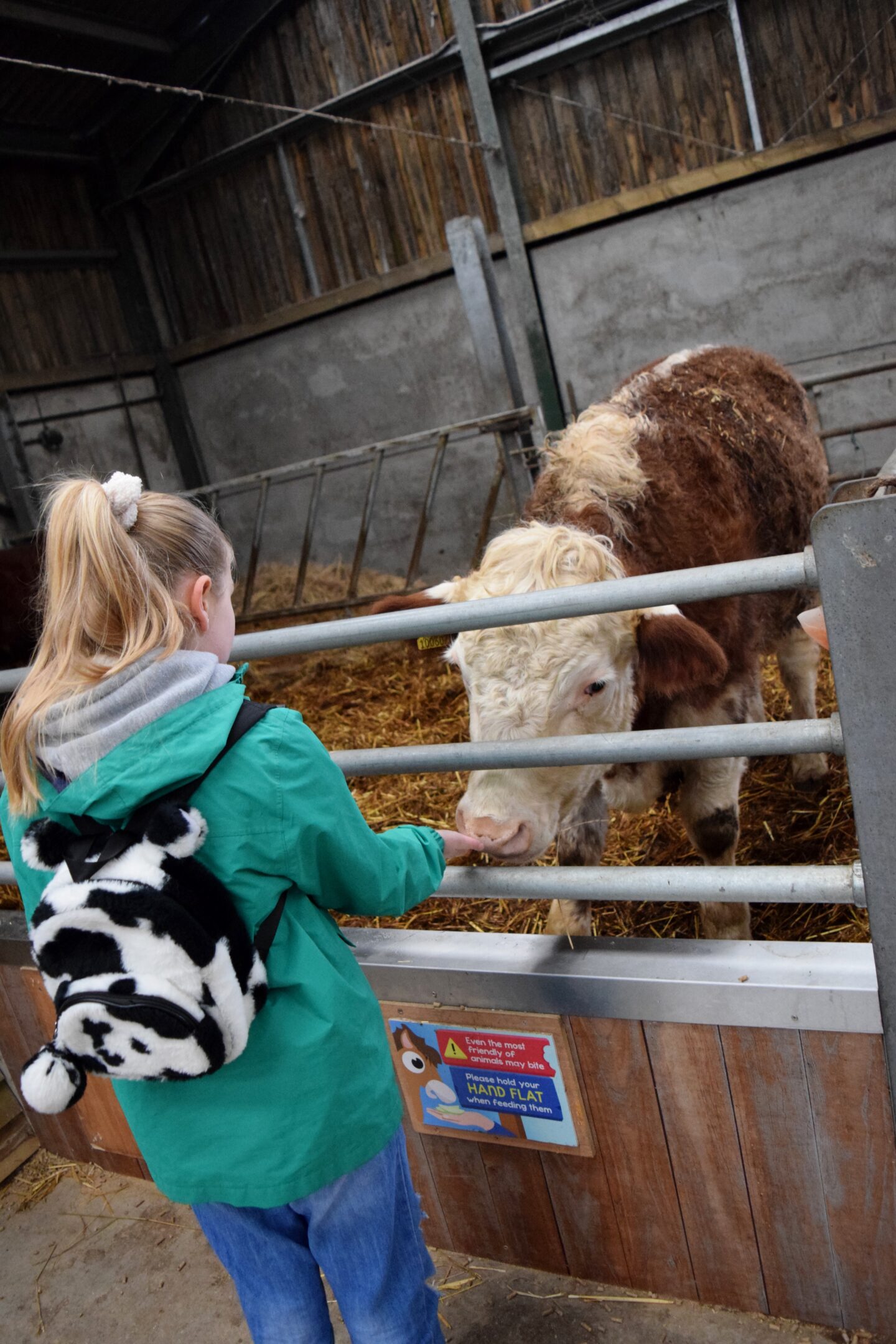 Amy handing feeding an enormous Hereford cow at Cockfields Farm
