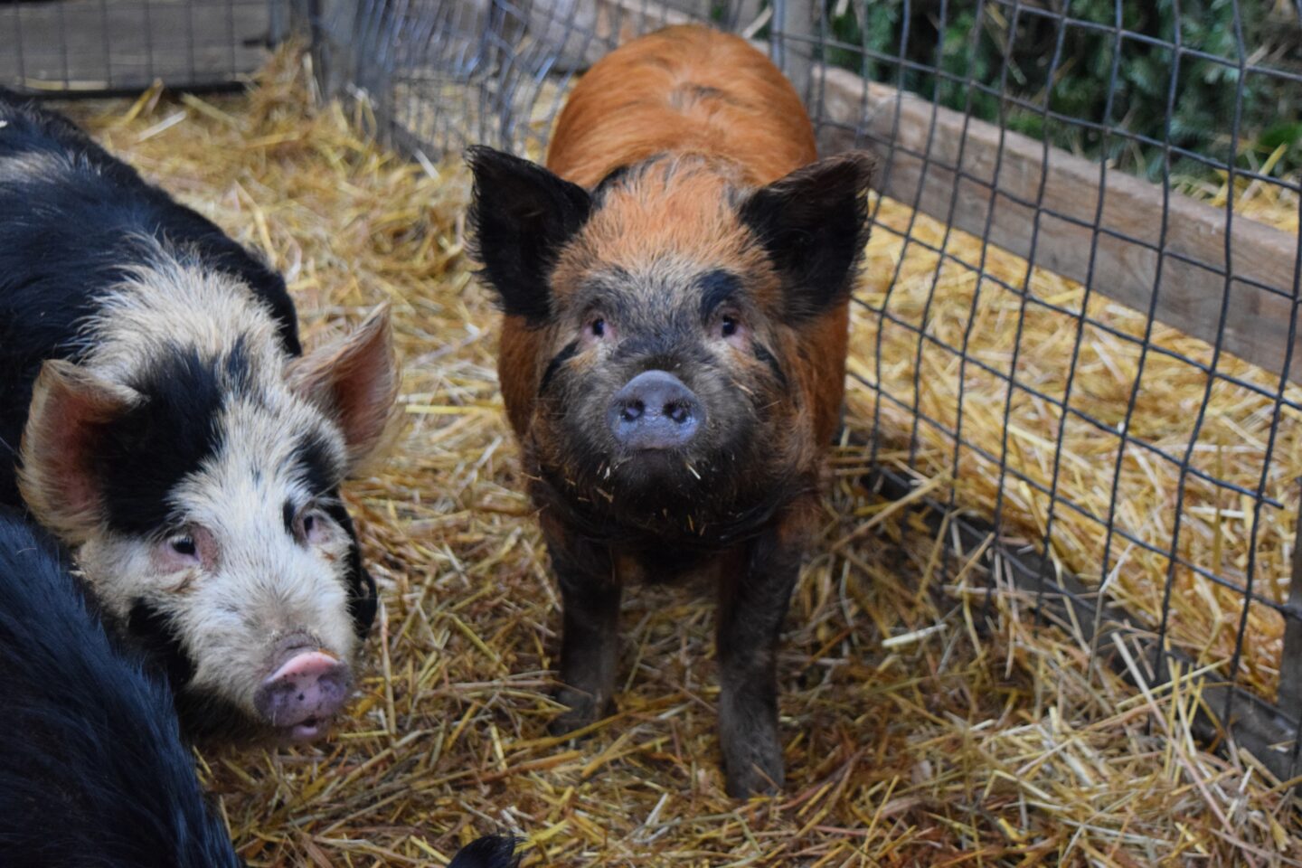 Pigs in the animal Barn