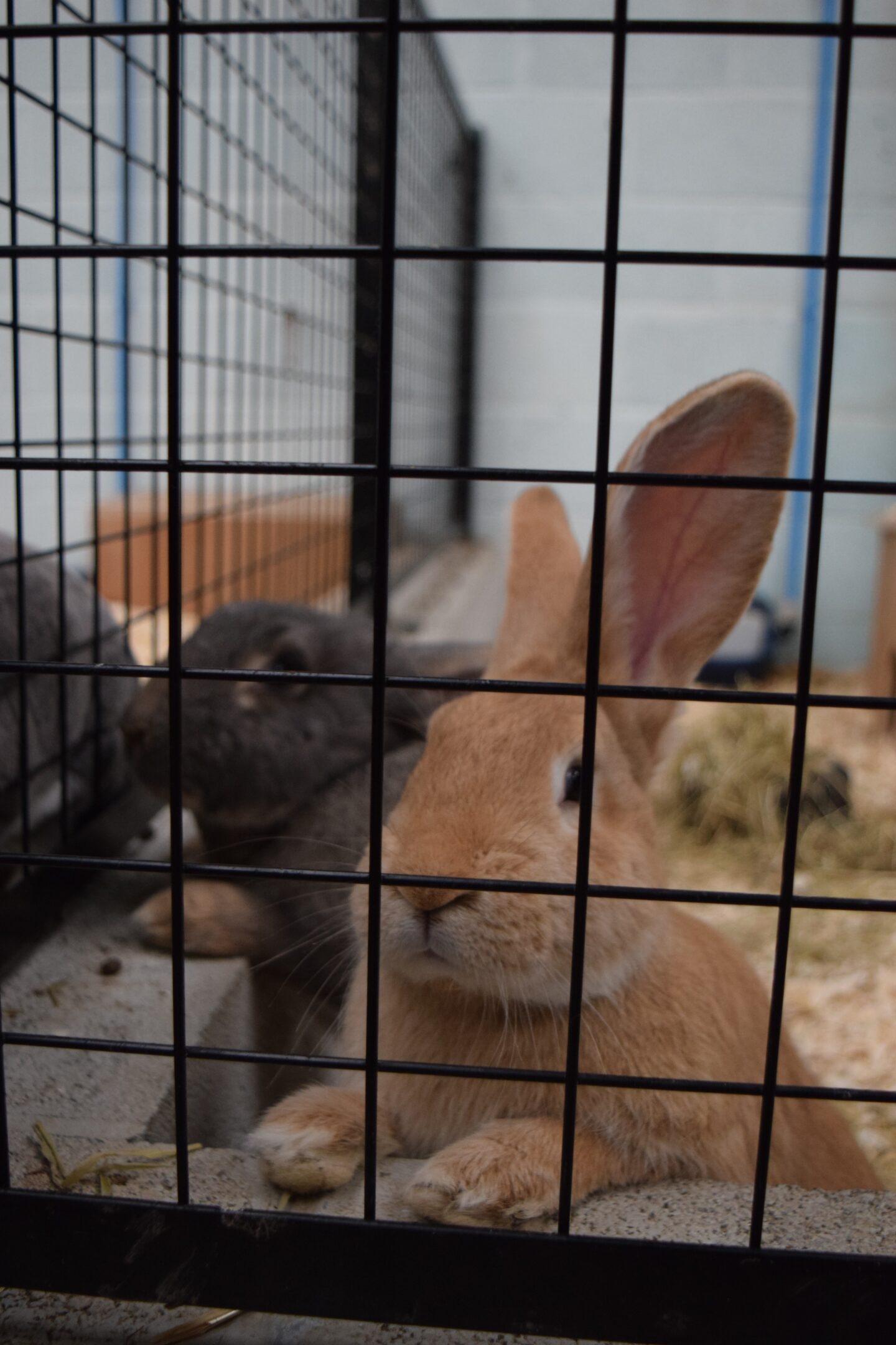 Rabbits at Cockfields Farm