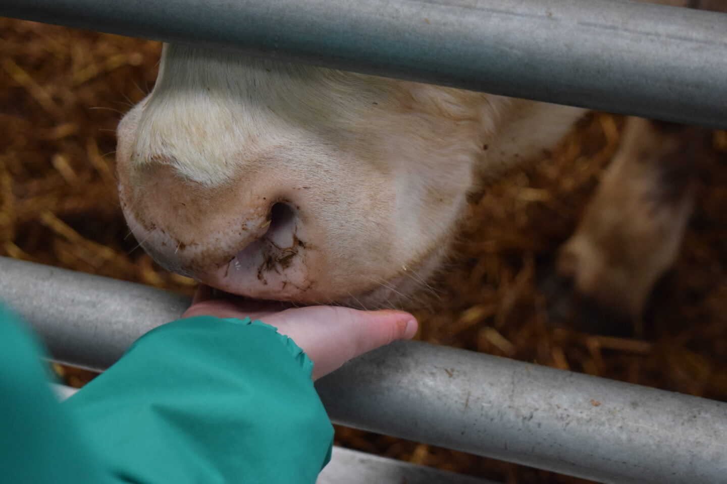 cow kisses