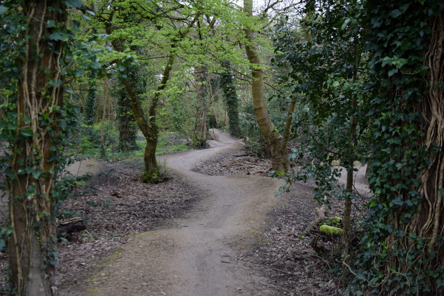 Dedicated mountain bike trail through woodland in Wythenshawe Park