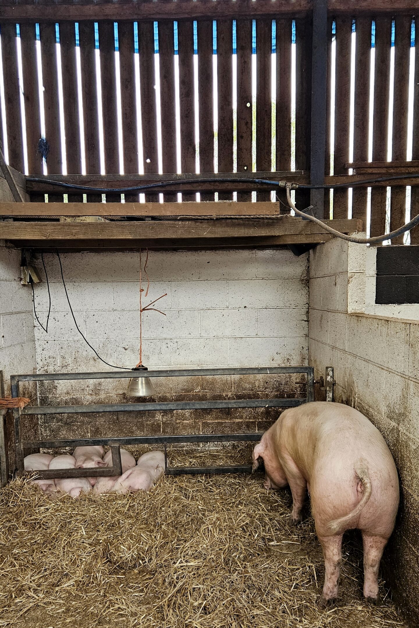 Pigs at Wythenshawe Farm Park