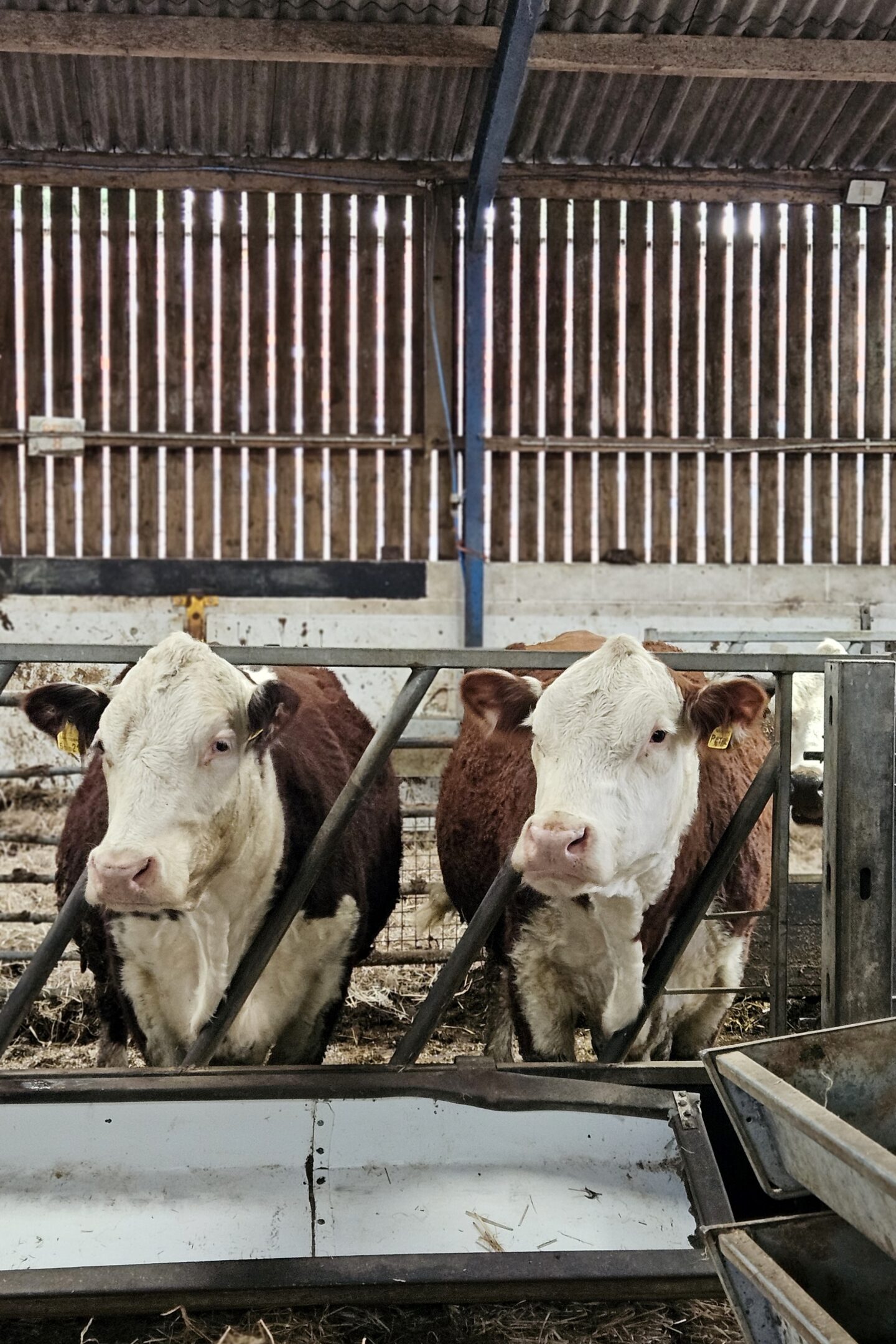 Prize winning Hereford Cows at Wythenshawe Park Farm