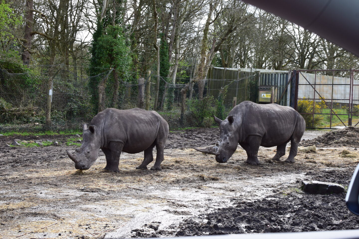 View of rhinos from car