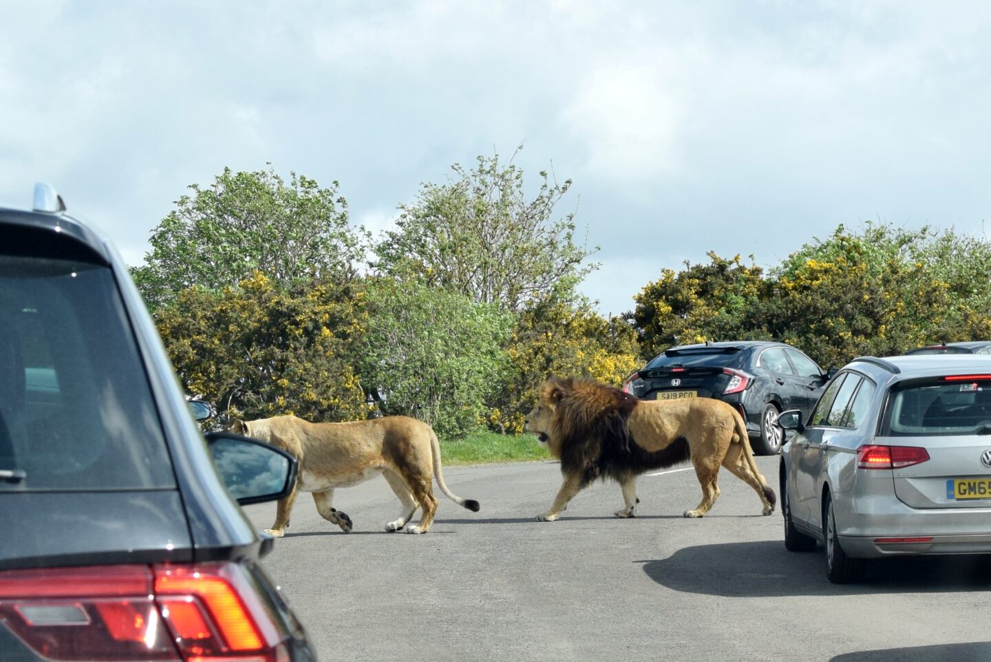 Lions walking across the road in front of cars in Carnivore Reserve