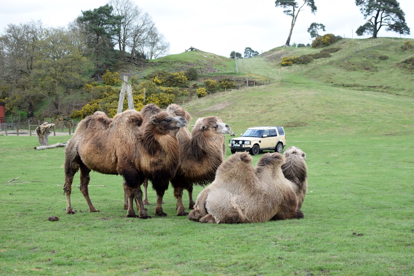 Camels at West Midlands Safari Park