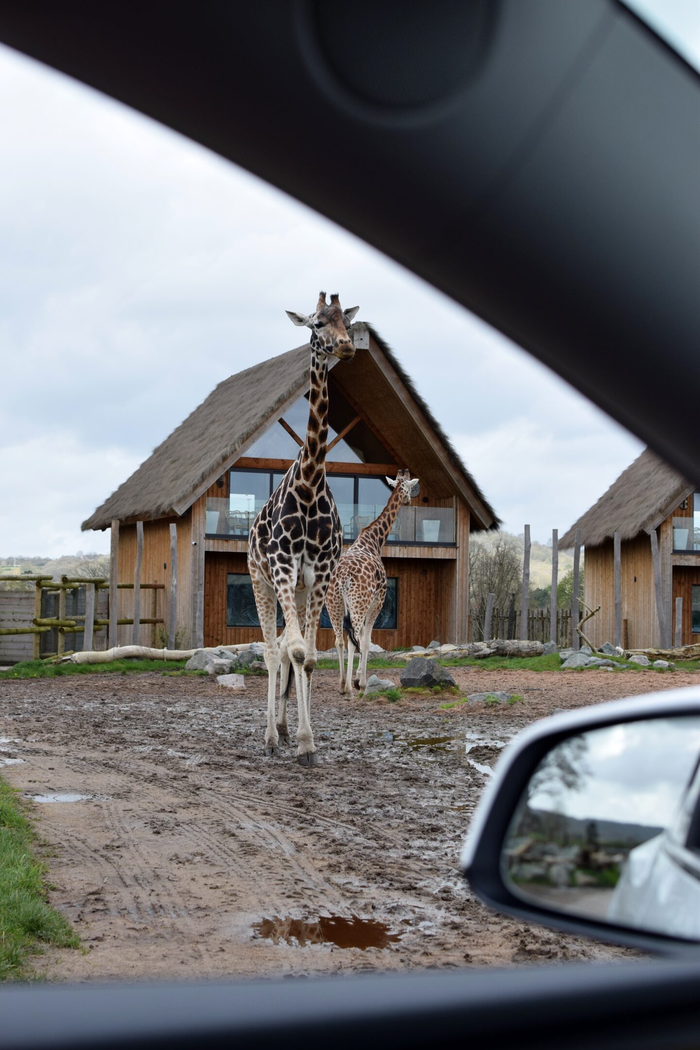 View of the giraffes from the car at West Mids