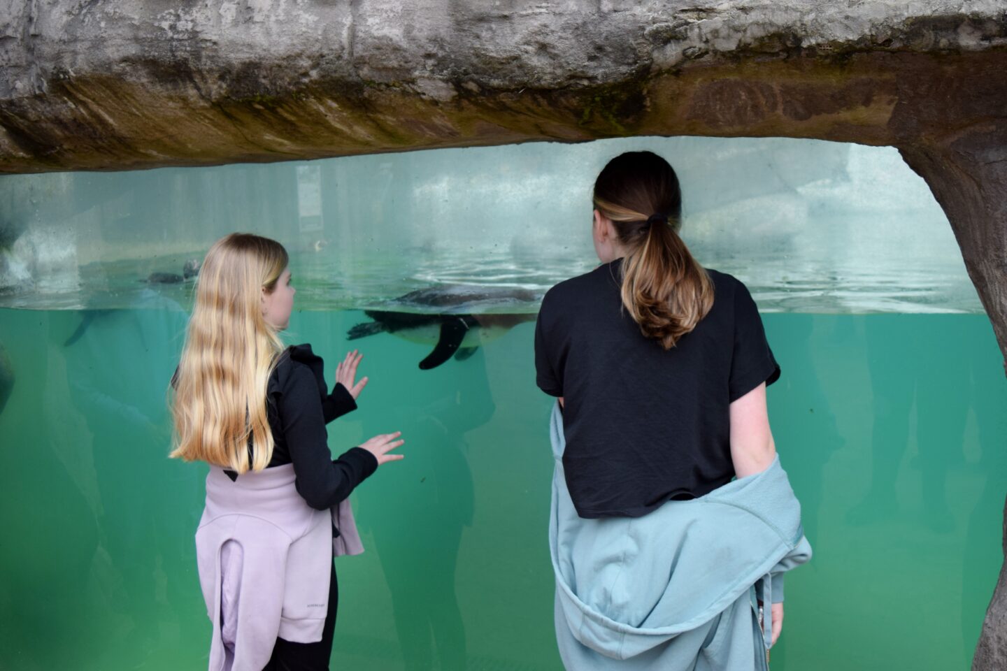 Amy and Chloe watching the penguins through the window at Penguin Cove at West Midlands Safari Park
