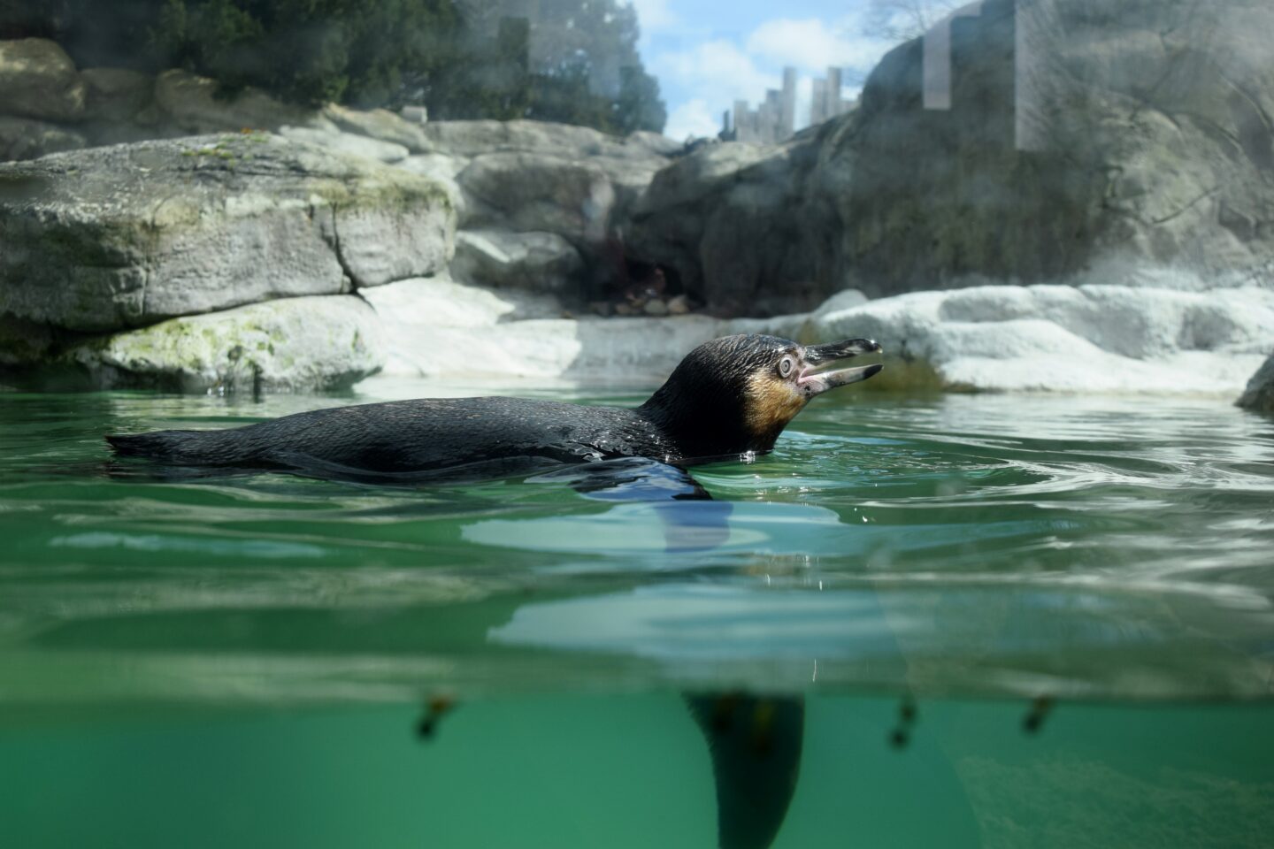 swimming penguin at Penguin Cove