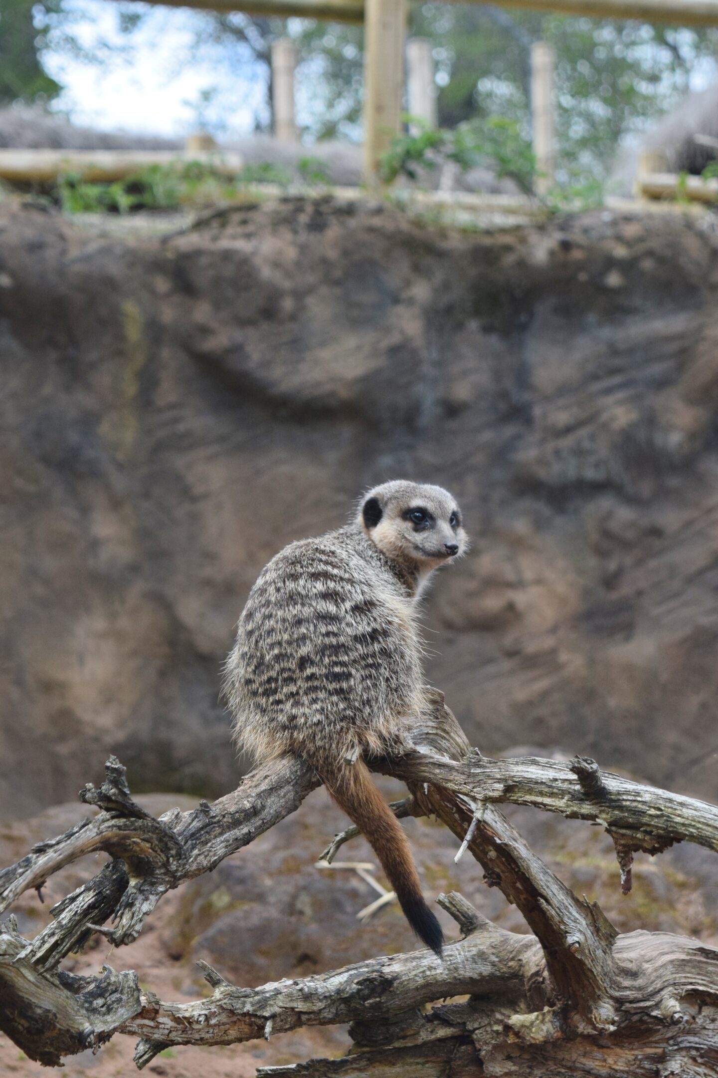 Meerkat at West Midlands Safari Park
