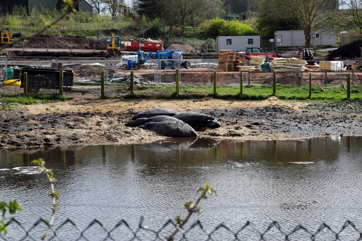 Hippos lounging in the mud at WMS with building work going on behind them