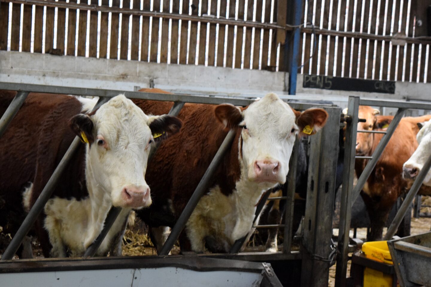 Award-winning herd of Hereford cows at Wythenshawe Community Farm, Manchester