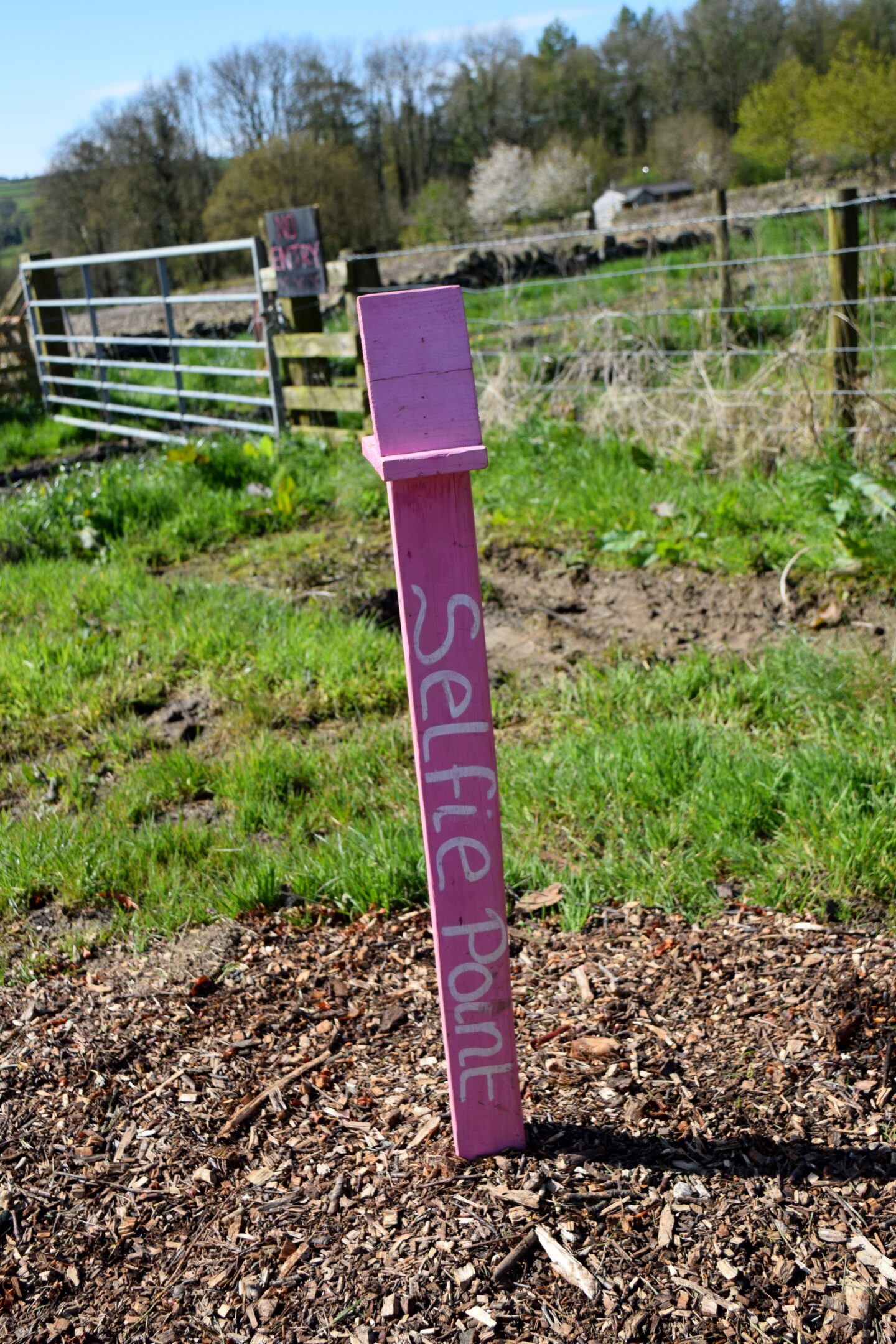 selfie stand in tulip field