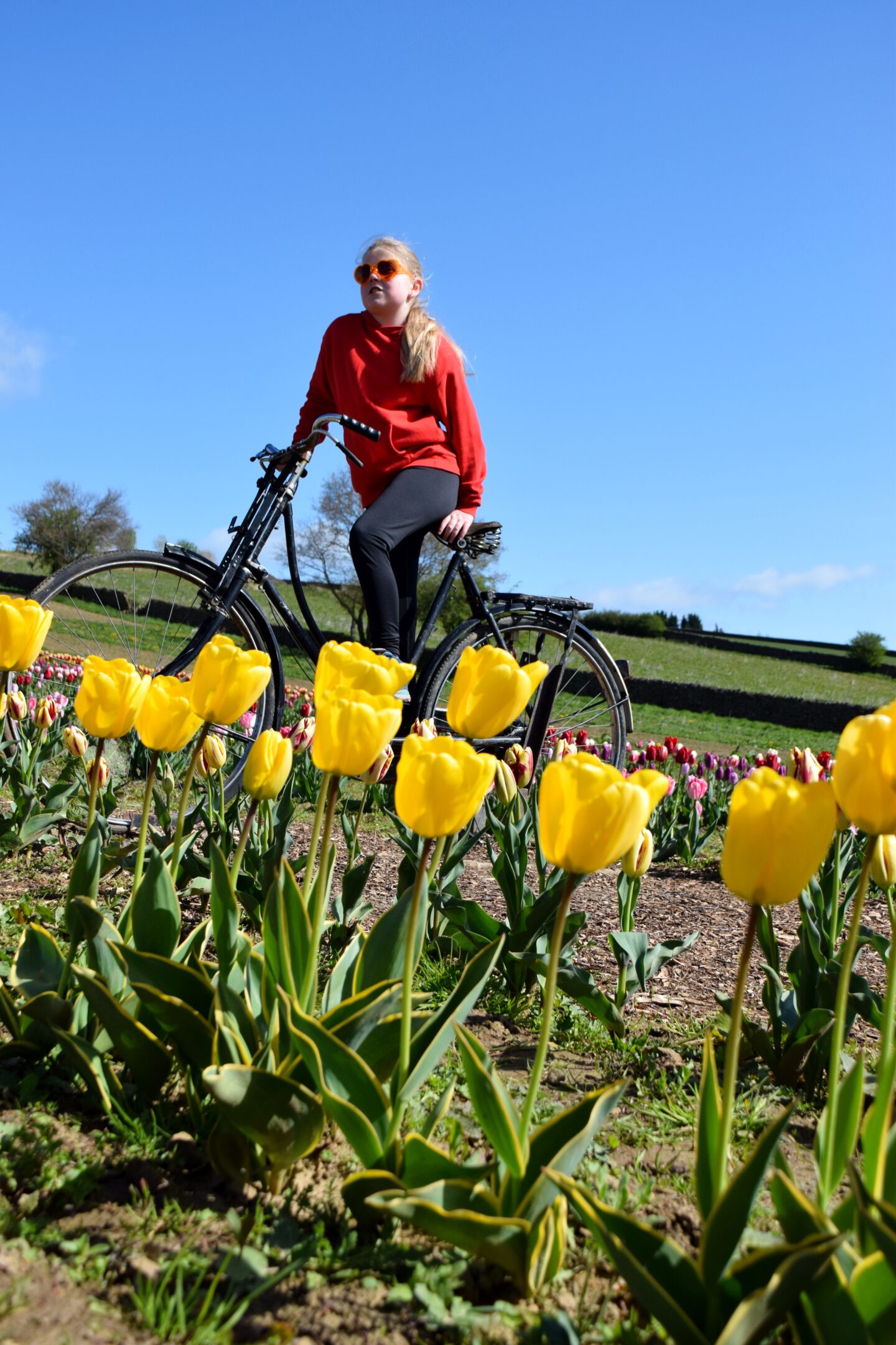 Birchfield Farm tulip field bicyle