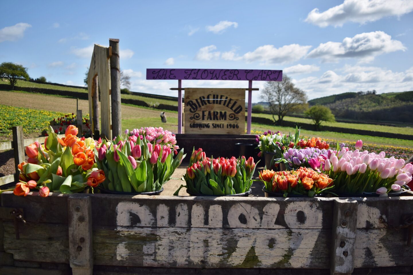 Birchfield Farm pick n mix tulips