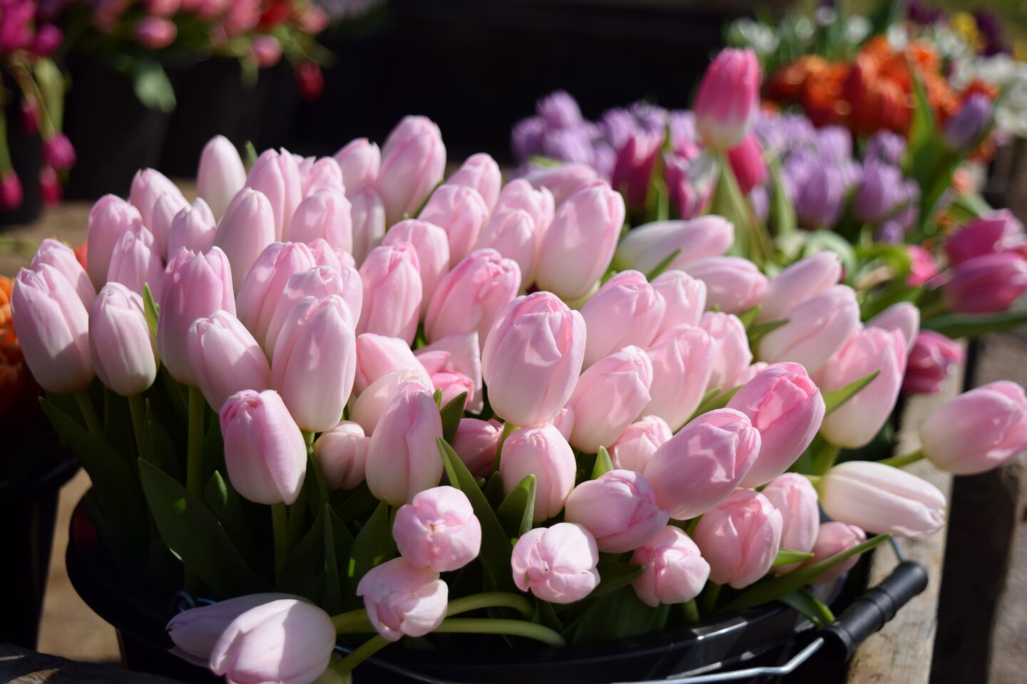 Tulip barrow - pick n mix tulips to buy at Birchfield Farm tulip field