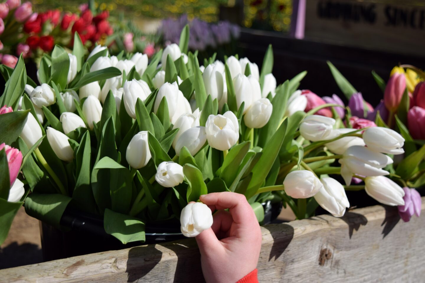 choose your own tulips