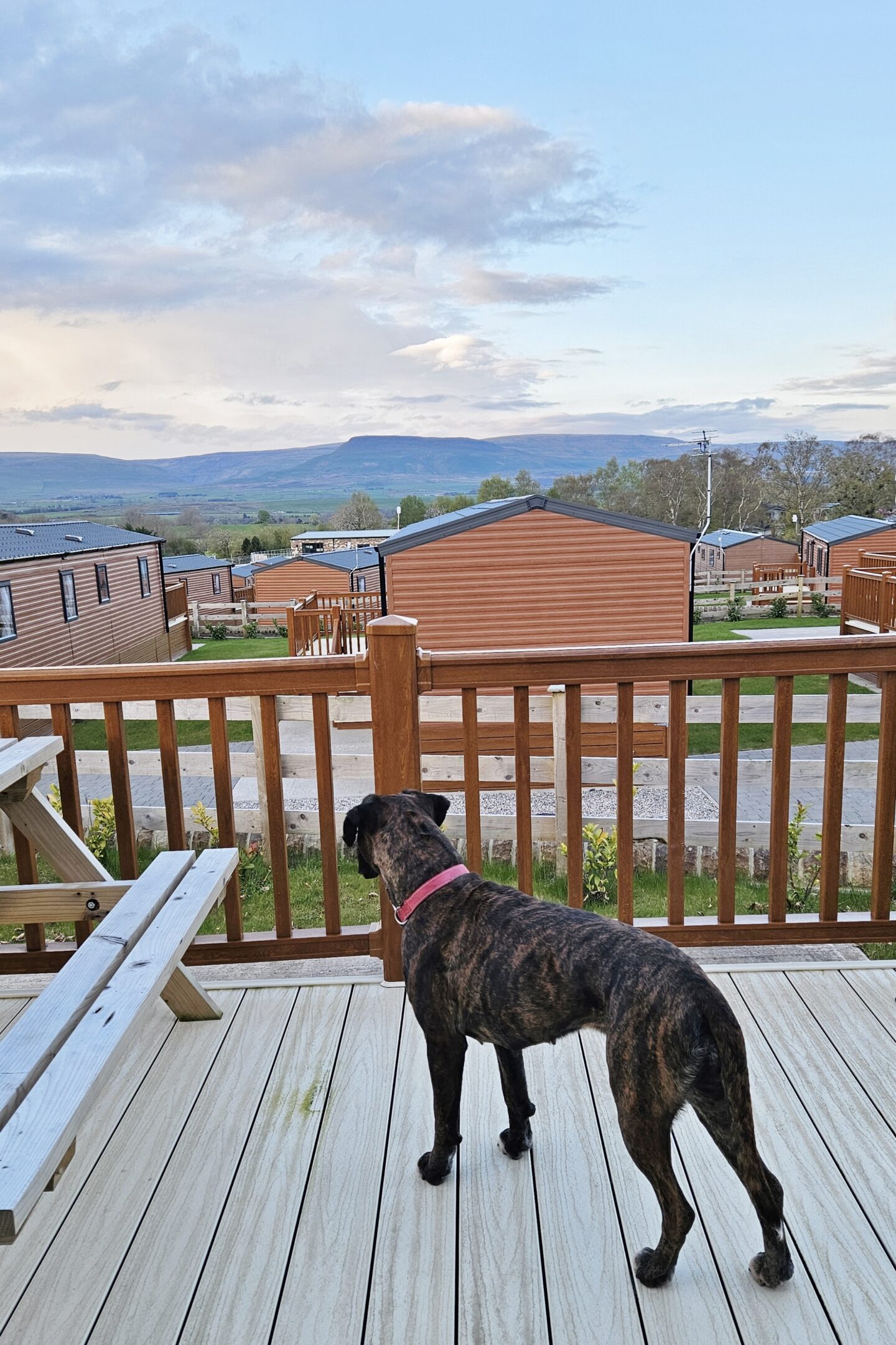 Poppy standing on the private decking area of our Willerby Malton holiday home