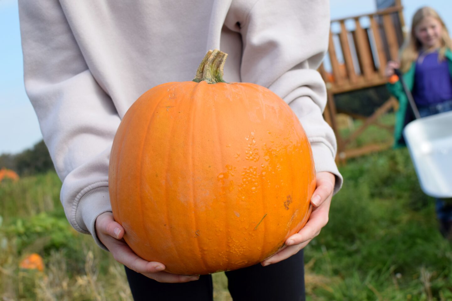 Where to go pumpkin picking in York this year