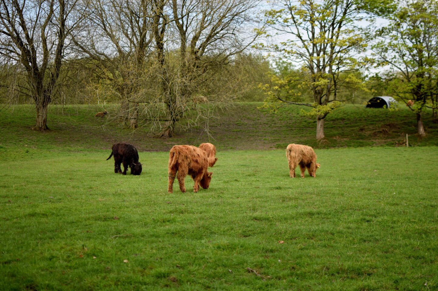 Highland cows in Heaton Park this summer