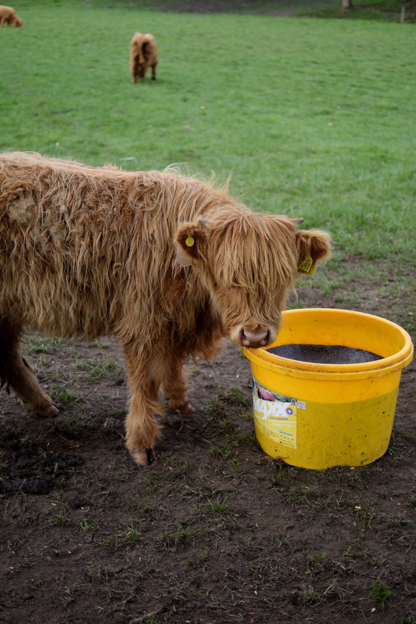 Highland cow calf in Heaton Park