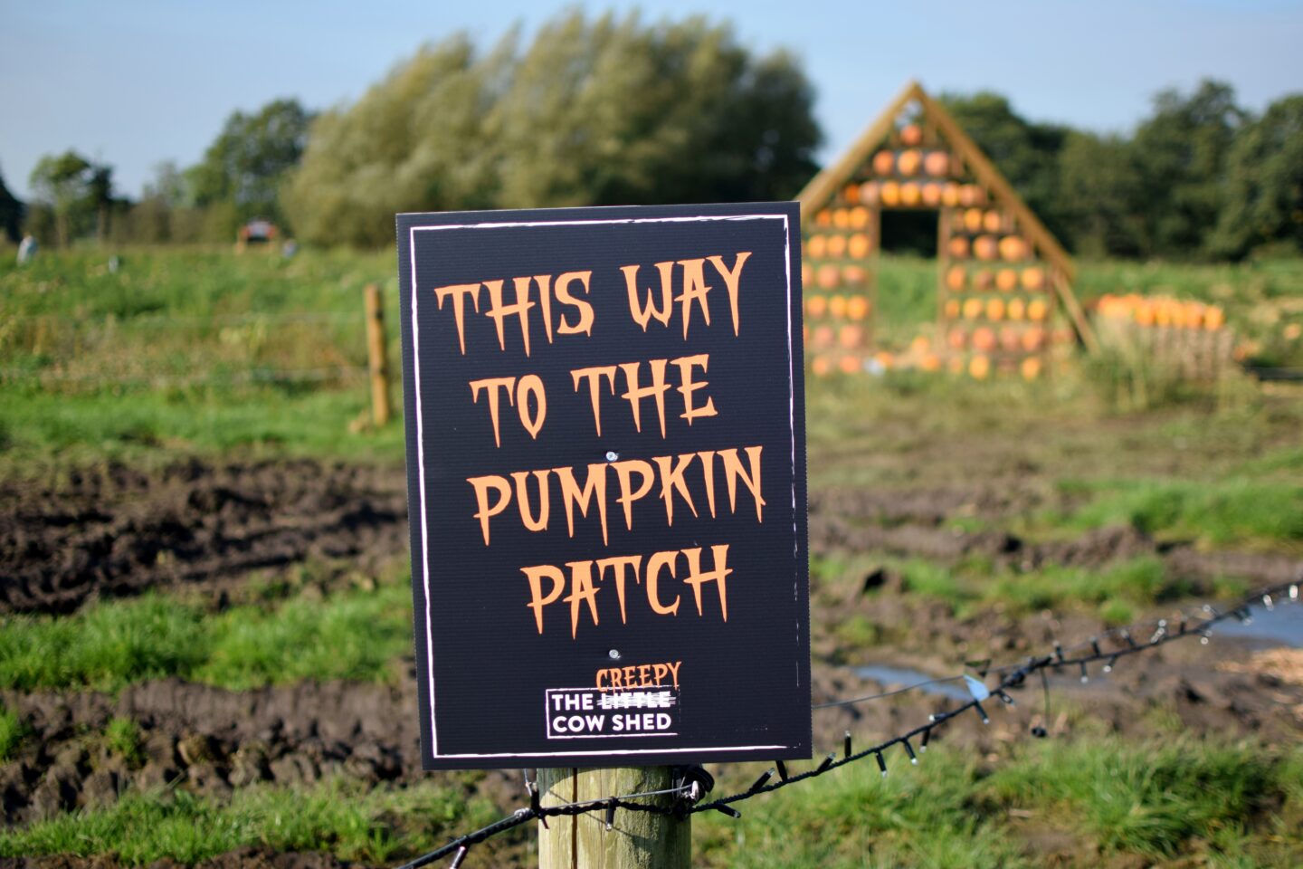 The Creepy Little Cow Shed Pumpkin Patch