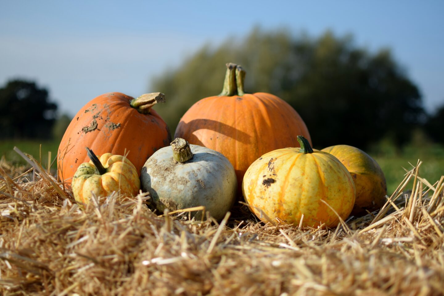 Variety of pumpkins at The Creepy Little Cow Shed