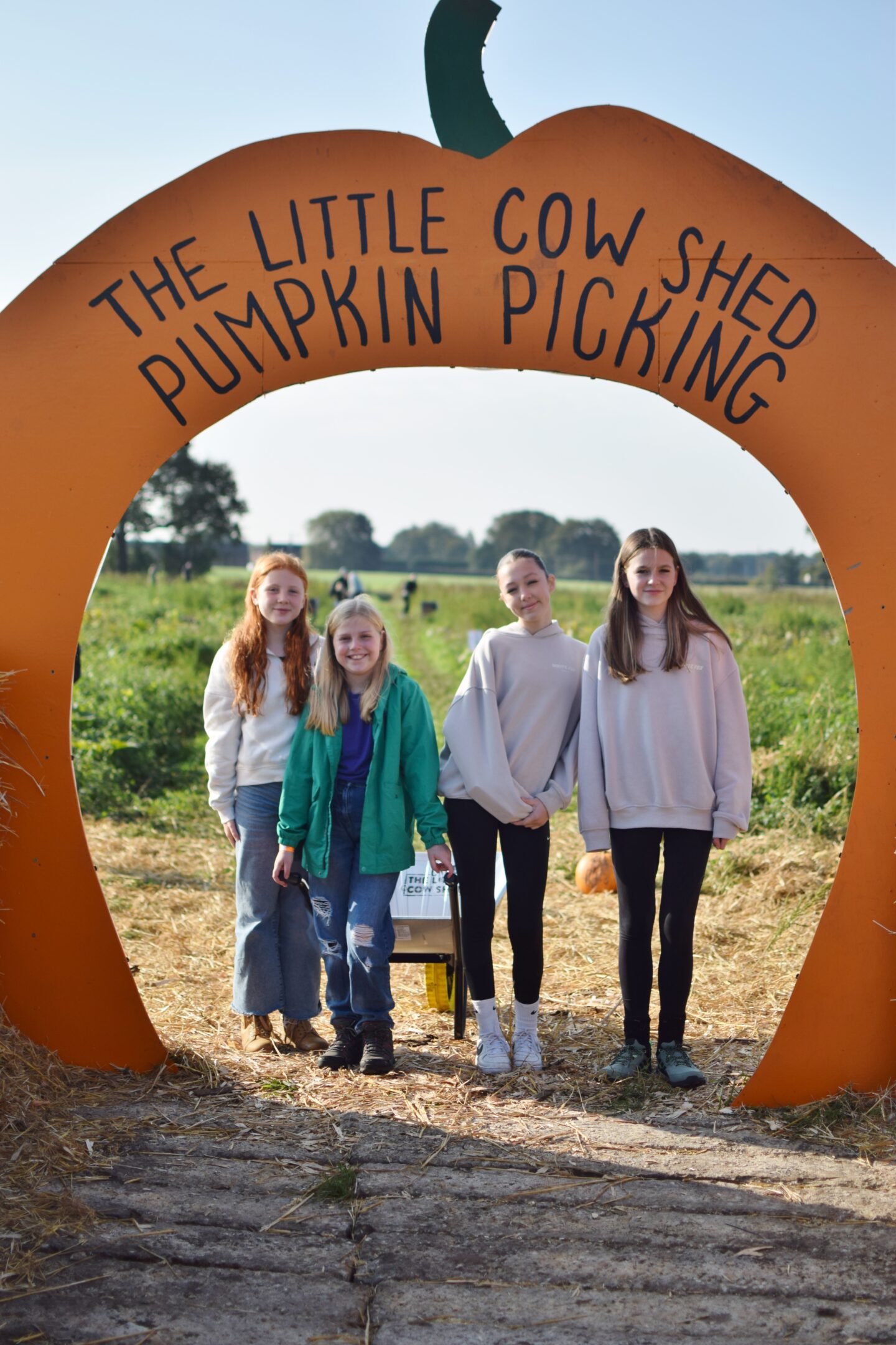 Pumpkin picking at The Little Cow Shed, Cheshire